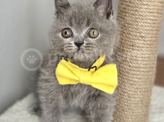 Erkek British Shorthair Yakışıklı Tombik Suratlım görsel