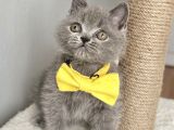 Erkek British Shorthair Yakışıklı Tombik Suratlım