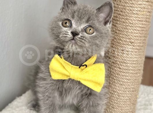 Erkek British Shorthair Yakışıklı Tombik Suratlım görsel