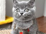 Dişi British Shorthair Biblo Suratlı Bebeğimiz