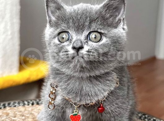 Dişi British Shorthair Biblo Suratlı Bebeğimiz görsel