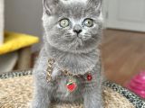 Dişi British Shorthair Biblo Suratlı Bebeğimiz