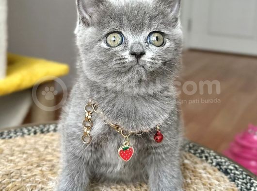 Dişi British Shorthair Biblo Suratlı Bebeğimiz görsel