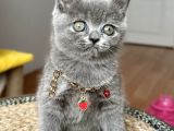 Dişi British Shorthair Biblo Suratlı Bebeğimiz