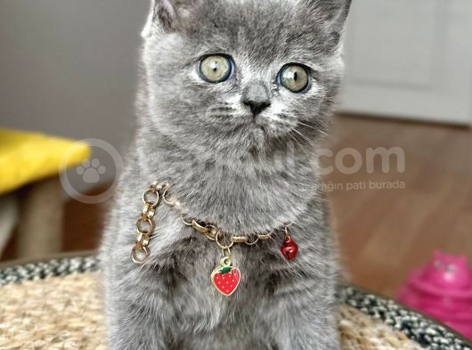 Dişi British Shorthair Biblo Suratlı Bebeğimiz görsel