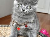 Dişi British Shorthair Biblo Suratlı Bebeğimiz