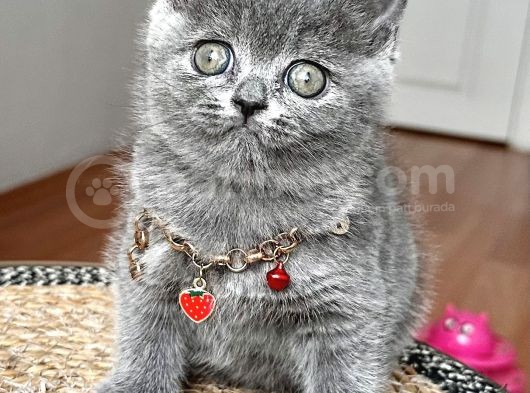 Dişi British Shorthair Biblo Suratlı Bebeğimiz görsel