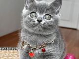 Dişi British Shorthair Biblo Suratlı Bebeğimiz