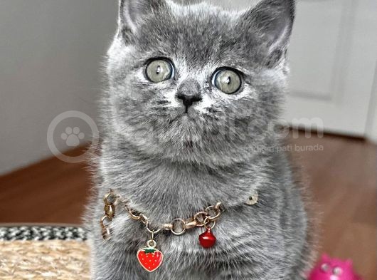 Dişi British Shorthair Biblo Suratlı Bebeğimiz