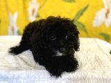 Siyah Inci Maltipoo Kızımız