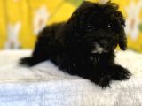 Siyah Inci Maltipoo Kızımız