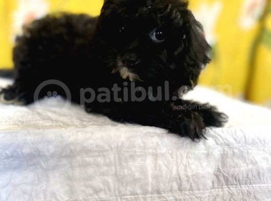 Siyah Inci Maltipoo Kızımız görsel