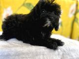 Siyah Inci Maltipoo Kızımız