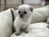 British Shorthair Blue Point Yavrular