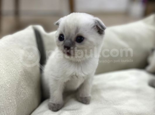 British Shorthair Blue Point Yavrular görsel