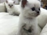 British Shorthair Blue Point Yavrular
