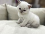 British Shorthair Blue Point Yavrular