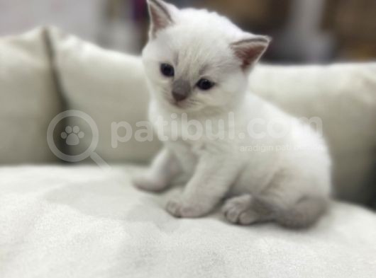 British Shorthair Blue Point Yavrular görsel
