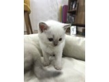 British Shorthair Blue Point Yavrular