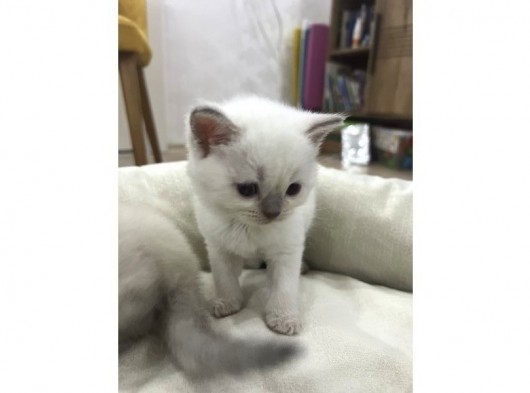 British Shorthair Blue Point Yavrular görsel