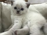 British shorthair blue point yavrular