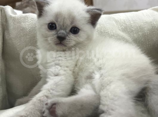 British Shorthair Blue Point Yavrular