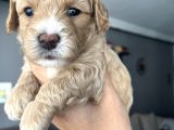 Özel Üretim Maltipoo Bebekler