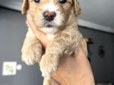 Özel Üretim Maltipoo Bebekler