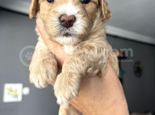 Özel Üretim Maltipoo Bebekler görsel