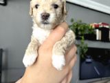 Özel Üretim Maltipoo Bebekler