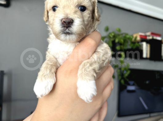 Özel Üretim Maltipoo Bebekler görsel