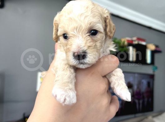 Özel Üretim Maltipoo Bebekler görsel