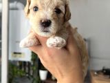 Özel üretim Maltipoo Bebekler