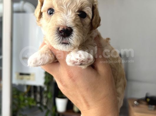 Özel Üretim Maltipoo Bebekler