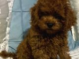 Çok Sevimli Yakışıklı Kore Kan Toy Poodle Oğlumuz