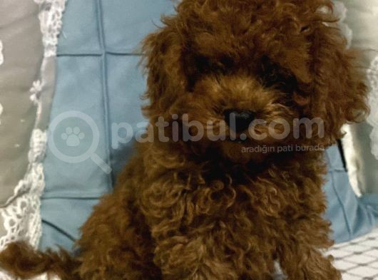 Çok Sevimli Yakışıklı Kore Kan Toy Poodle Oğlumuz