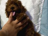 Çok Sevimli Yakışıklı Kore Kan Toy Poodle Oğlumuz