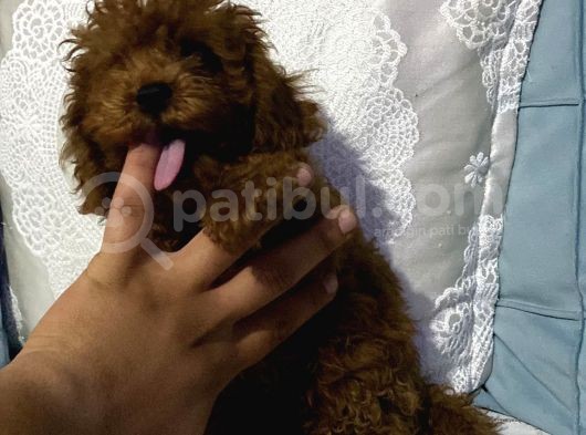Çok Sevimli Yakışıklı Kore Kan Toy Poodle Oğlumuz görsel