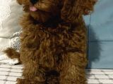Çok Sevimli Yakışıklı Kore Kan Toy Poodle Oğlumuz