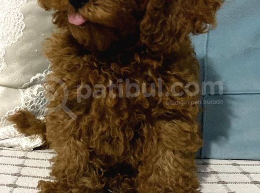 Çok Sevimli Yakışıklı Kore Kan Toy Poodle Oğlumuz görsel