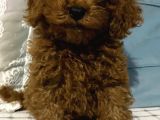 Çok Sevimli Yakışıklı Kore Kan Toy Poodle Oğlumuz