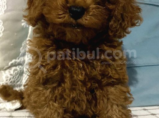 Çok Sevimli Yakışıklı Kore Kan Toy Poodle Oğlumuz görsel