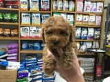 TOOY POODLE YAVRUMUZ 