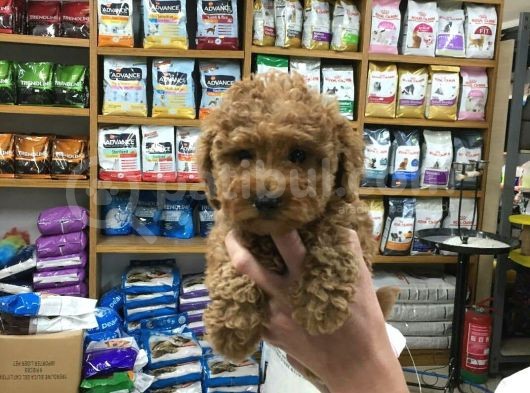 Tooy Poodle Yavrumuz 