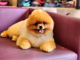 Türkiyenin En Iyisi Pomeranian Boo