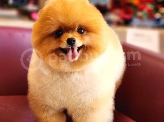 Türkiyenin En Iyisi Pomeranian Boo görsel