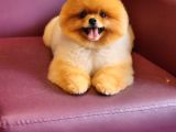Türkiyenin En Iyisi Pomeranian Boo