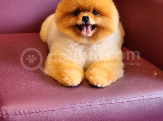Türkiyenin En Iyisi Pomeranian Boo görsel