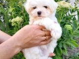 Şirin Maltese Yavruları 