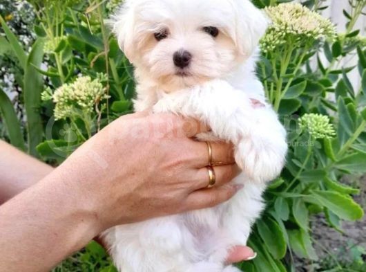 Şirin Maltese Yavruları  görsel